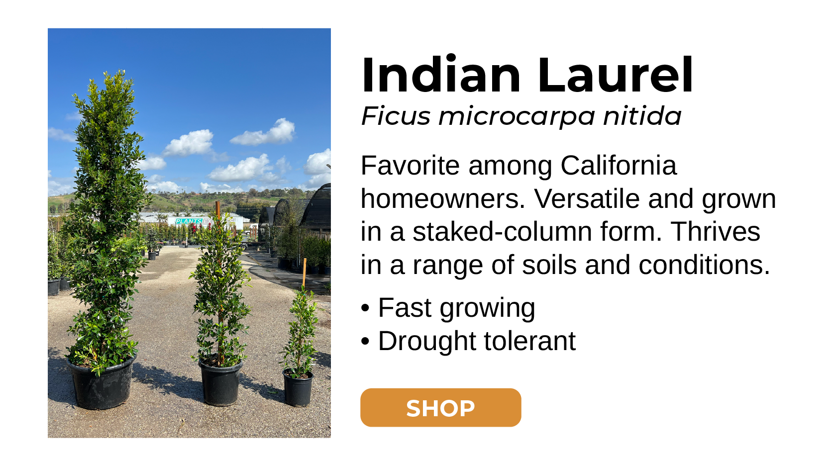 Indian Laurel Ficus microcarpa nitida Favorite among California homeowners. Versatile and grown in a staked-column form. Thrives in a range of soils and conditions. • Fast growing • Drought tolerant SHOP