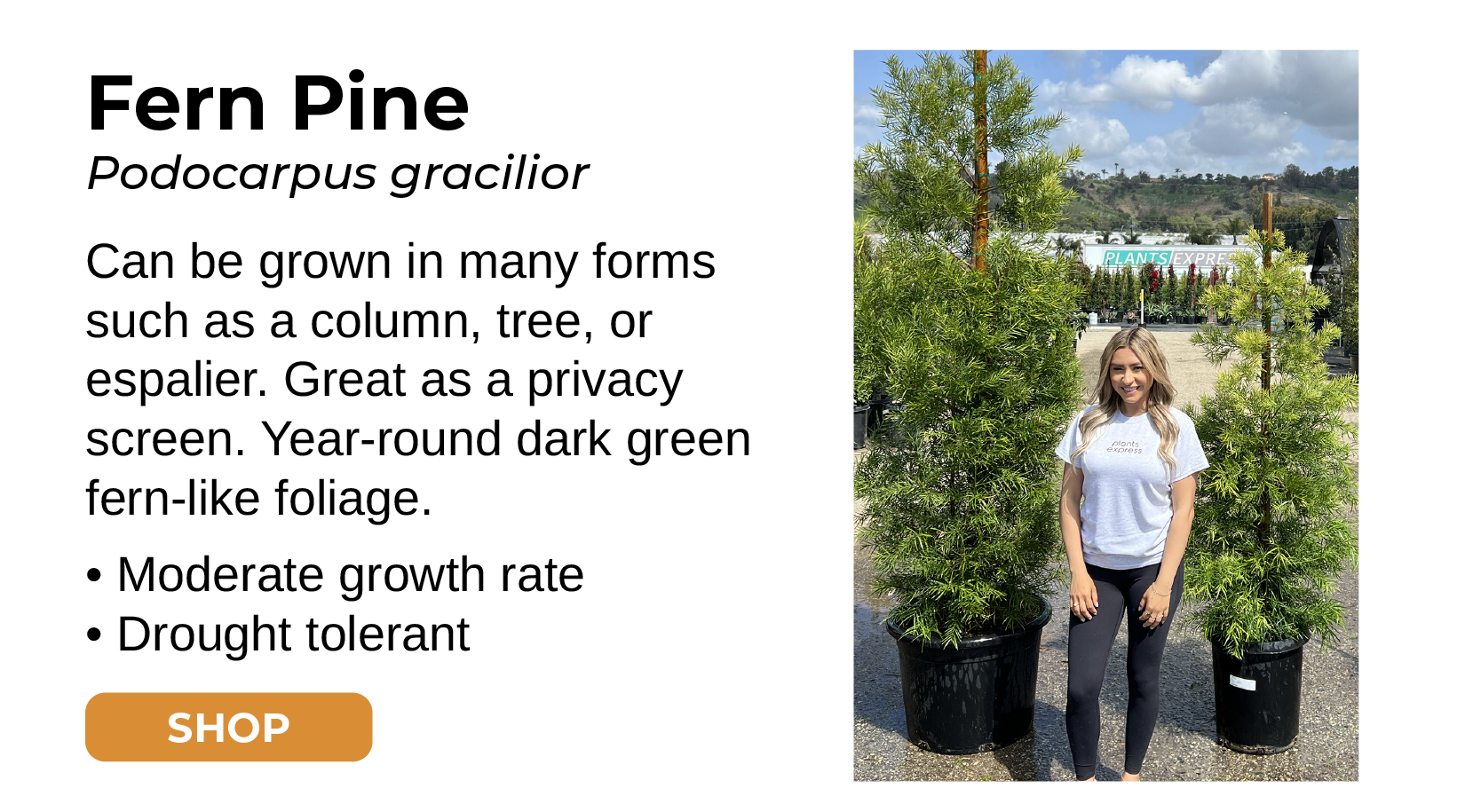 Fern Pine Podocarpus Gracilior Can be grown in many forms such as a column, tree, or espalier. Great as a privacy screen. Year-round dark green fern-like foliage. • Moderate growth rate • Drought tolerant SHOP