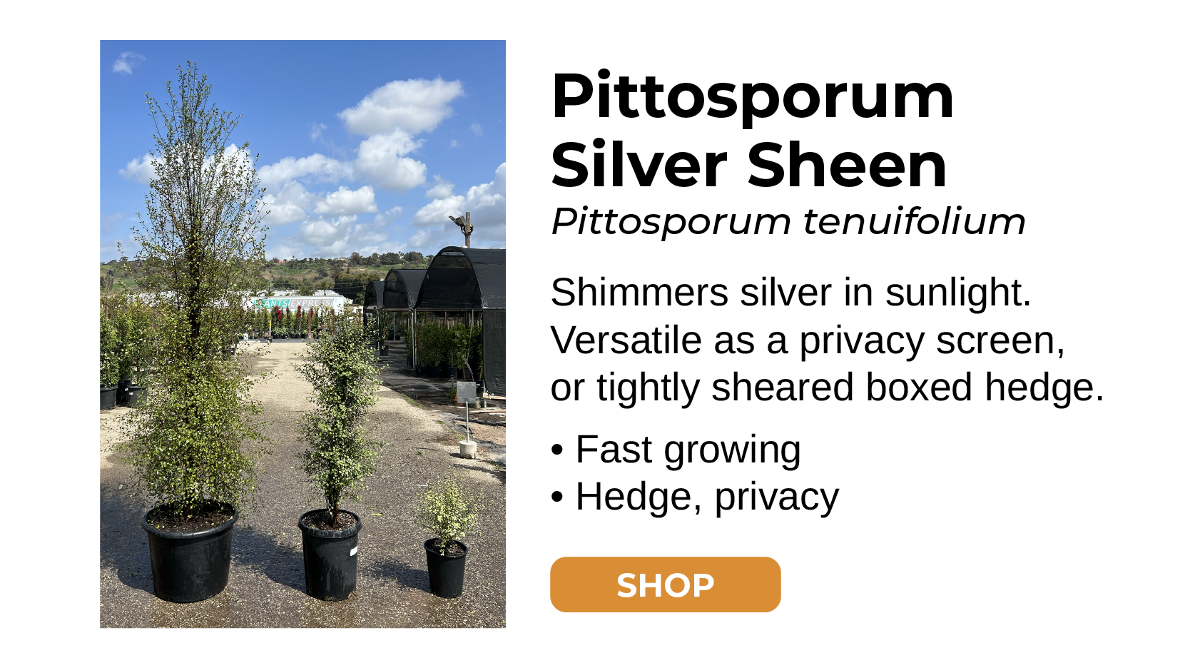 Pittosporum Silver Sheen Podocarpus Gracilior Shimmers silver in sunlight. Versatile as a privacy screen, or tightly sheared boxed hedge. • Fast growing • Hedge, privacy SHOP