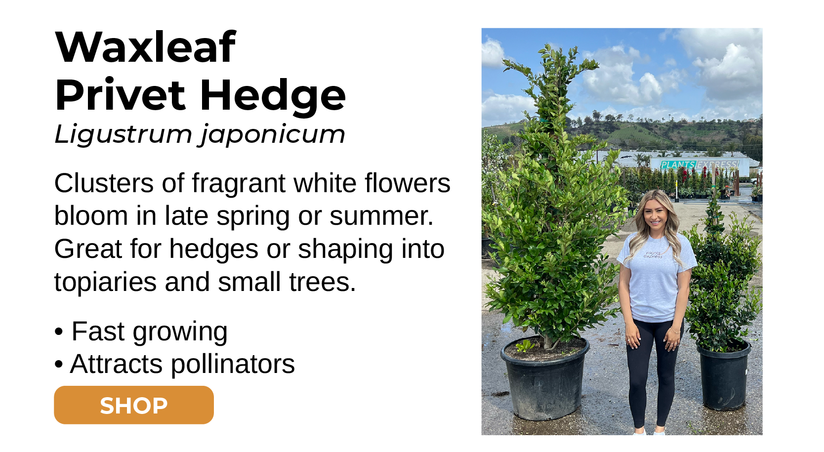 Waxleaf Privet Hedge Clusters of fragrant white flowers bloom in late spring or summer. Great for hedges or shaping into topiaries and small trees. • Fast growing • Attracts pollinators SHOP
