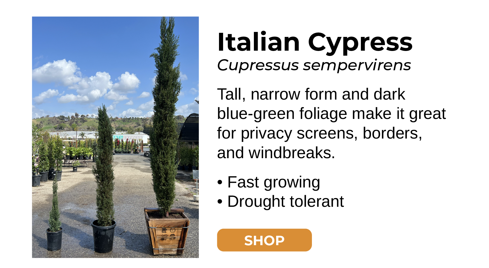 Italian Cypress Podocarpus Gracilior Tall, narrow form and dark blue-green foliage make it great for privacy screens, borders, and windbreaks. • Fast growing • Drought tolerant SHOP