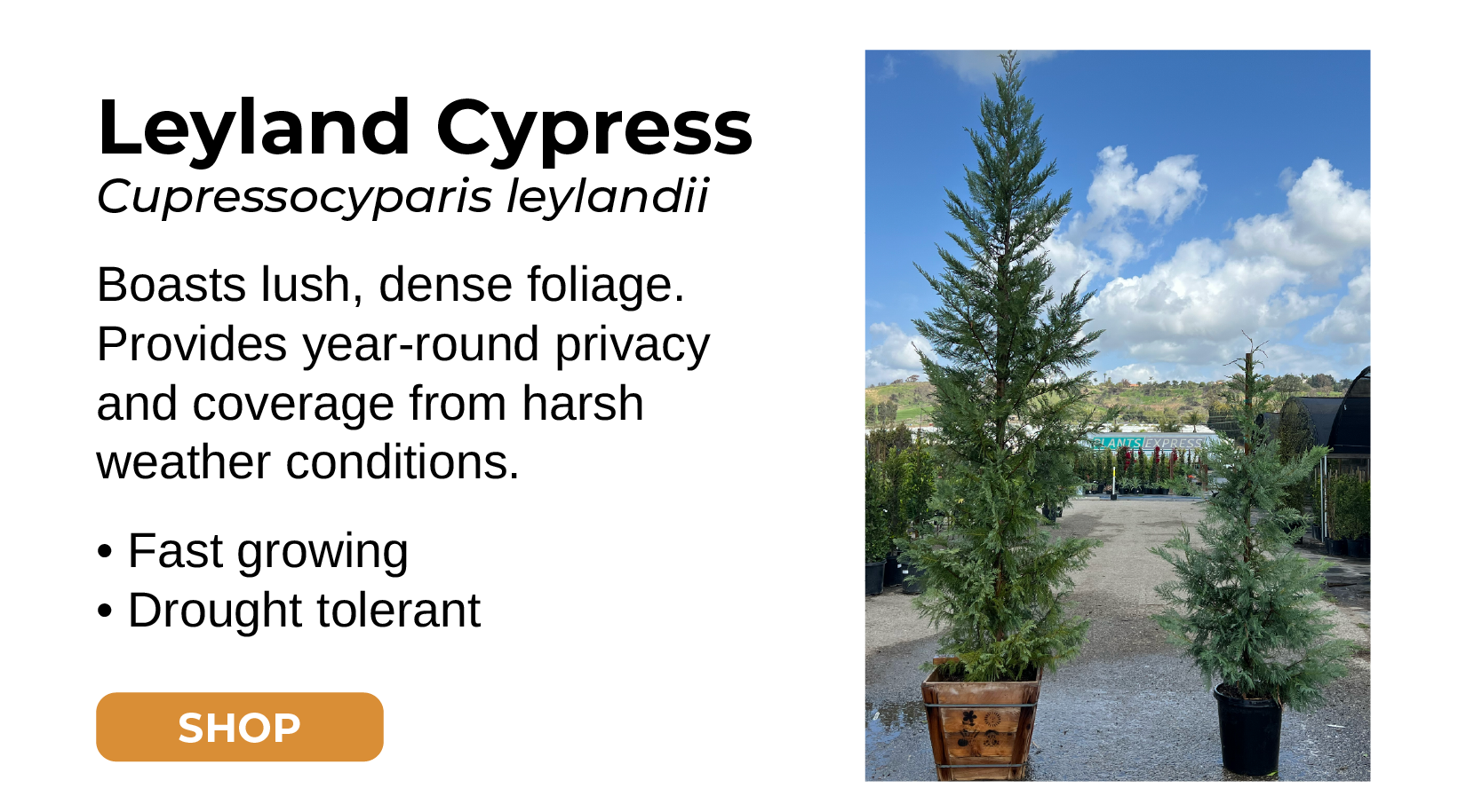 Leyland Cypress Cupressocyparis leylandii Boasts lush, dense foliage. Provides year-round privacy and coverage from harsh weather conditions. • Fast growing • Drought tolerant SHOP