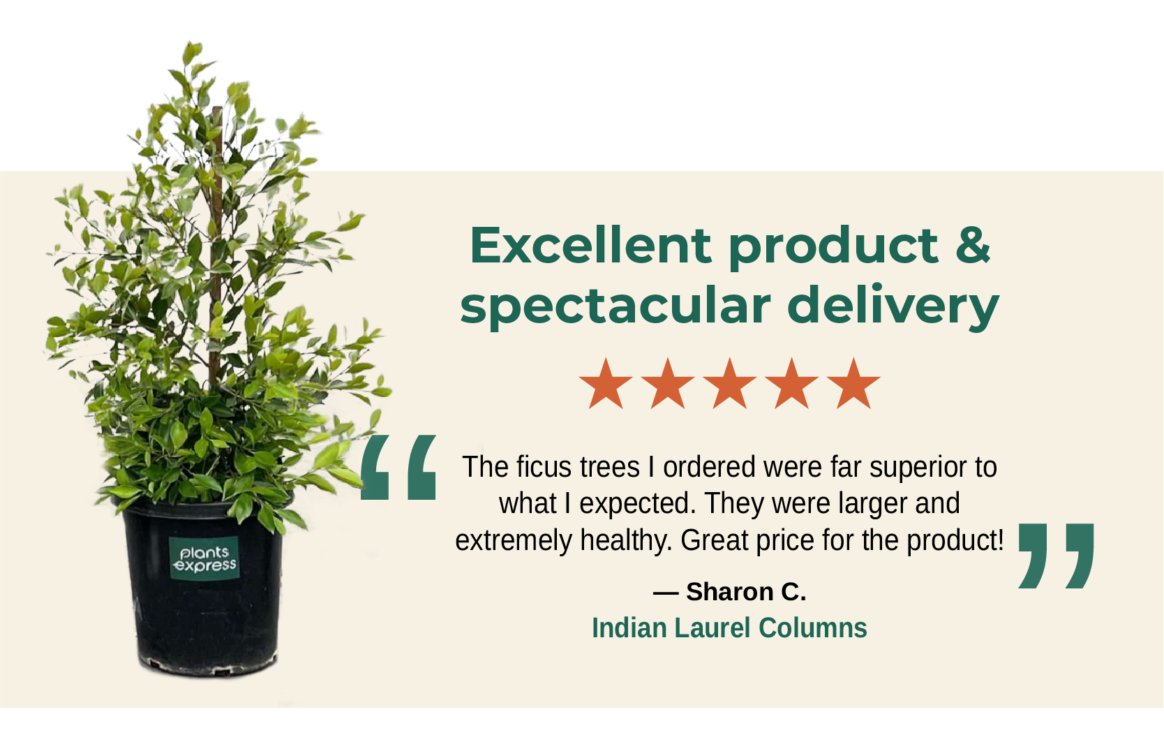 Excellent product & spectacular delivery The ficus trees I ordered were far superior to what I expected. They were larger and extremely healthy. Great price for the product! Sharon C. Indian Laurel Columns "
