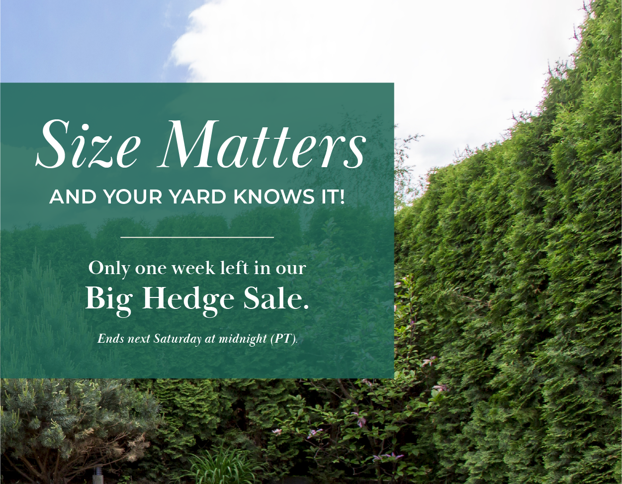 Size Does Matter And ours are bigger! Our locally grown plants are hand-selected with care and delivered to your door, ready to thrive. Premium quality and a personal touch. Support local growers and get the best for your yard! When it comes to your hedges, size truly matters-and our plants stand out! Bigger, healthier, and ready to transform your landscape, our plants deliver instant impact. Don't settle for under- whelming choices when you can have lush, thriving plants that bring lasting results. SHOP BY SIZE