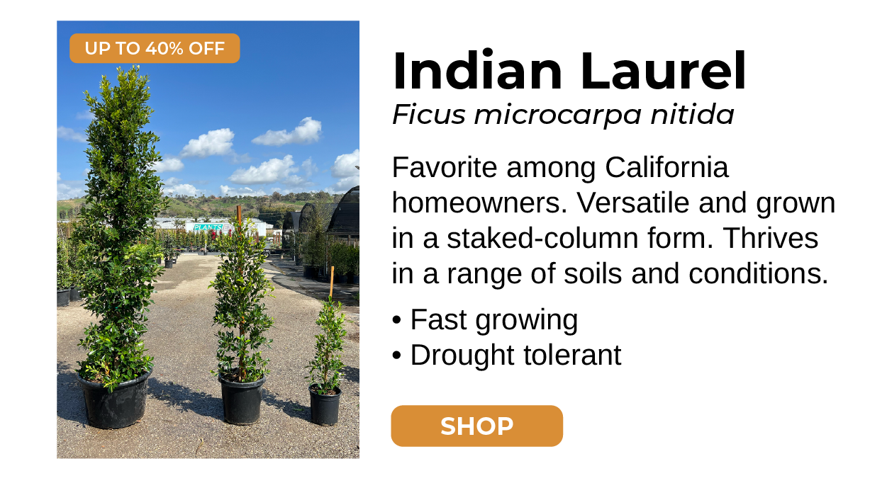 Indian Laurel Ficus microcarpa nitida Favorite among California homeowners. Versatile and grown in a staked-column form. Thrives in a range of soils and conditions. • Fast growing • Drought tolerant SHOP