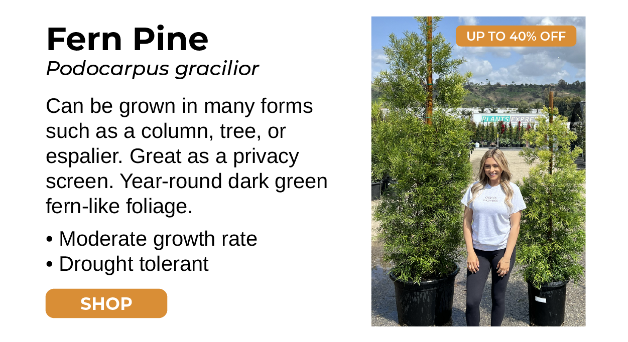 Fern Pine Podocarpus Gracilior Can be grown in many forms such as a column, tree, or espalier. Great as a privacy screen. Year-round dark green fern-like foliage. • Moderate growth rate • Drought tolerant SHOP