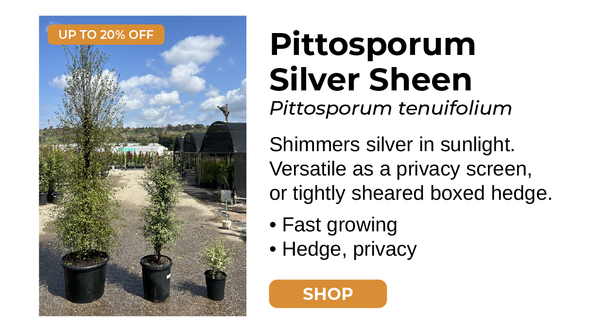 Pittosporum Silver Sheen Podocarpus Gracilior Shimmers silver in sunlight. Versatile as a privacy screen, or tightly sheared boxed hedge. • Fast growing • Hedge, privacy SHOP