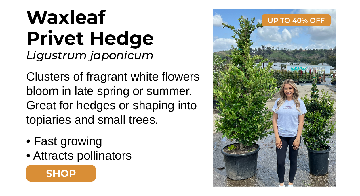 Waxleaf Privet Hedge Clusters of fragrant white flowers bloom in late spring or summer. Great for hedges or shaping into topiaries and small trees. • Fast growing • Attracts pollinators SHOP