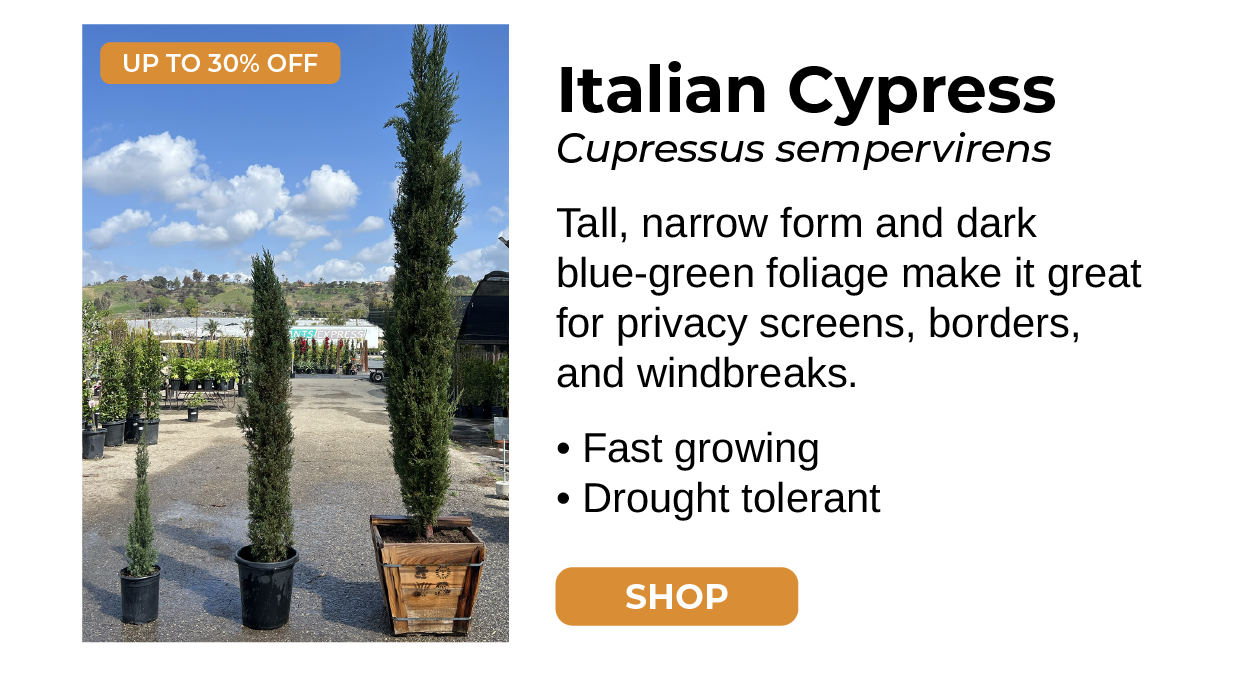 Italian Cypress Podocarpus Gracilior Tall, narrow form and dark blue-green foliage make it great for privacy screens, borders, and windbreaks. • Fast growing • Drought tolerant SHOP