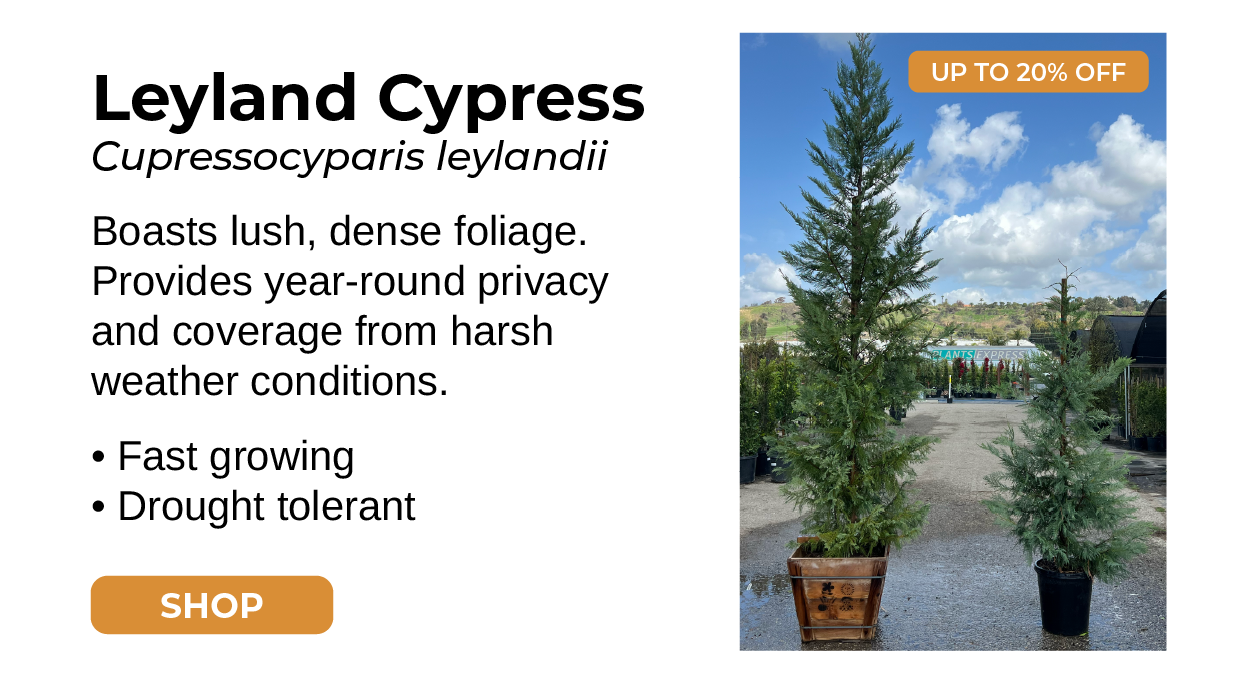 Leyland Cypress Cupressocyparis leylandii Boasts lush, dense foliage. Provides year-round privacy and coverage from harsh weather conditions. • Fast growing • Drought tolerant SHOP