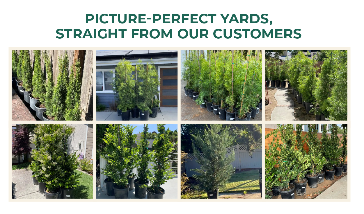 Excellent product & spectacular delivery The ficus trees I ordered were far superior to what I expected. They were larger and extremely healthy. Great price for the product! Sharon C. Indian Laurel Columns "