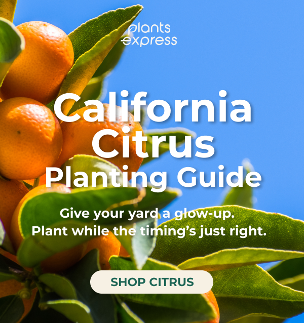 Size Does Matter And ours are bigger! Our locally grown plants are hand-selected with care and delivered to your door, ready to thrive. Premium quality and a personal touch. Support local growers and get the best for your yard! When it comes to your hedges, size truly matters-and our plants stand out! Bigger, healthier, and ready to transform your landscape, our plants deliver instant impact. Don't settle for under- whelming choices when you can have lush, thriving plants that bring lasting results. SHOP BY SIZE