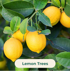 Lemon Trees