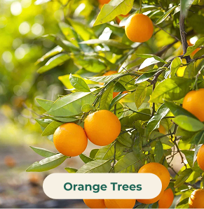 Orange Trees