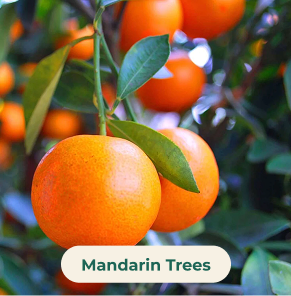 Mandarin Trees