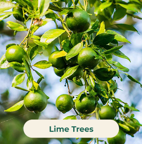 Lime Trees