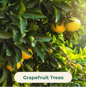 Grapefruit Trees