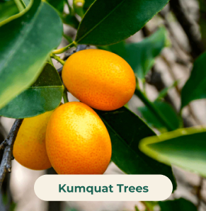 Kumquat Trees