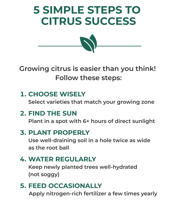 5 SIMPLE STEPS TO CITRUS SUCCESS Growing citrus is easier than you think! Follow these steps: 1. CHOOSE WISELY Select varieties that match your growing zone 2. FIND THE SUN Plant in a spot with 6+ hours of direct sunlight 3. PLANT PROPERLY Use well-draining soil in a hole twice as wide as the root ball 4. WATER REGULARLY Keep newly planted trees well-hydrated (not soggy) 5. FEED OCCASIONALLY Apply nitrogen-rich fertilizer a few times yearly