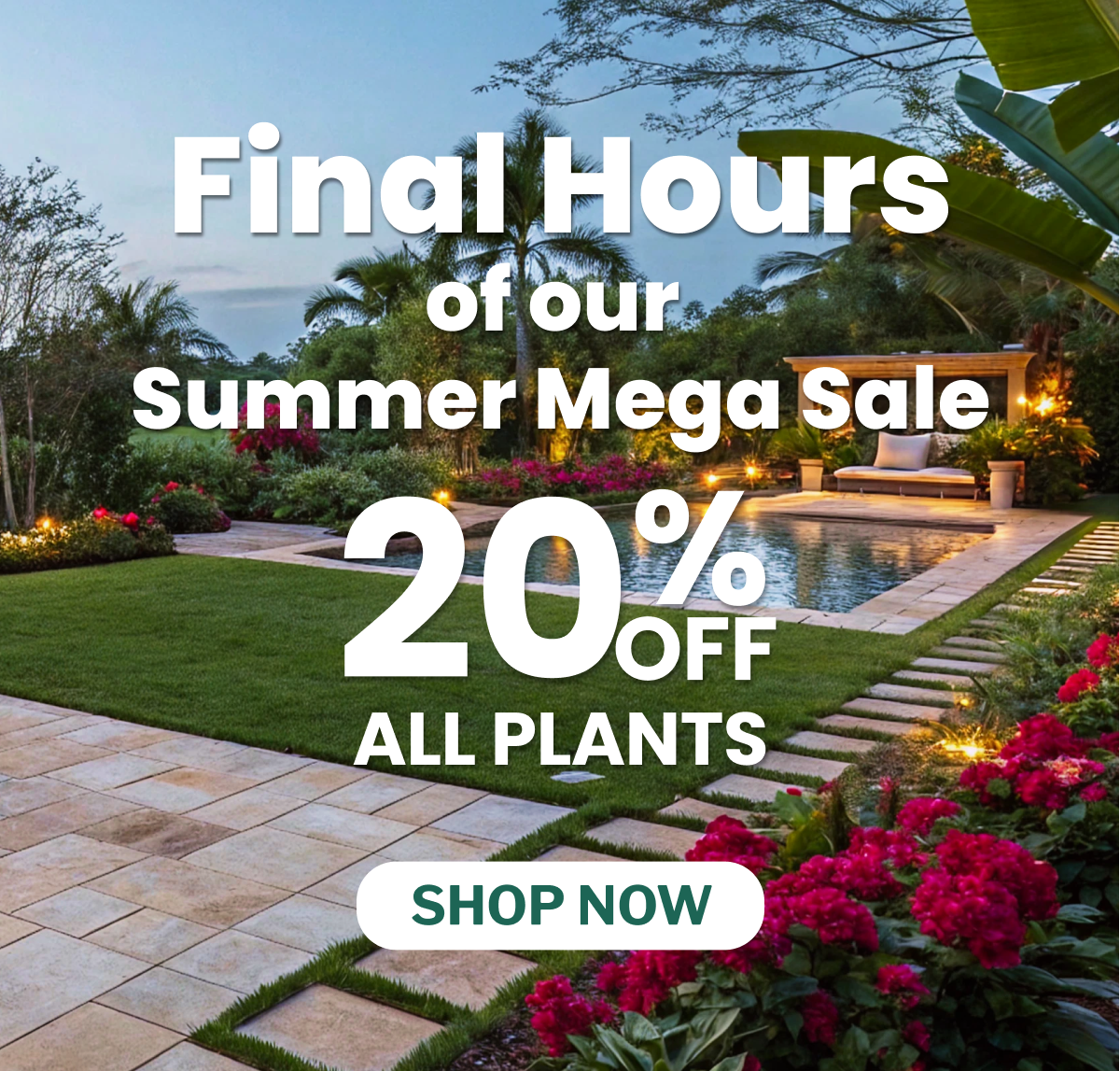 Final Hours of our Summer Mega Sale  20% ALL PLANTS SHOP NOW