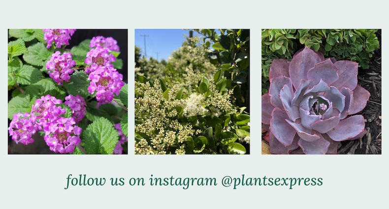 follow us on instagram @plantsexpress