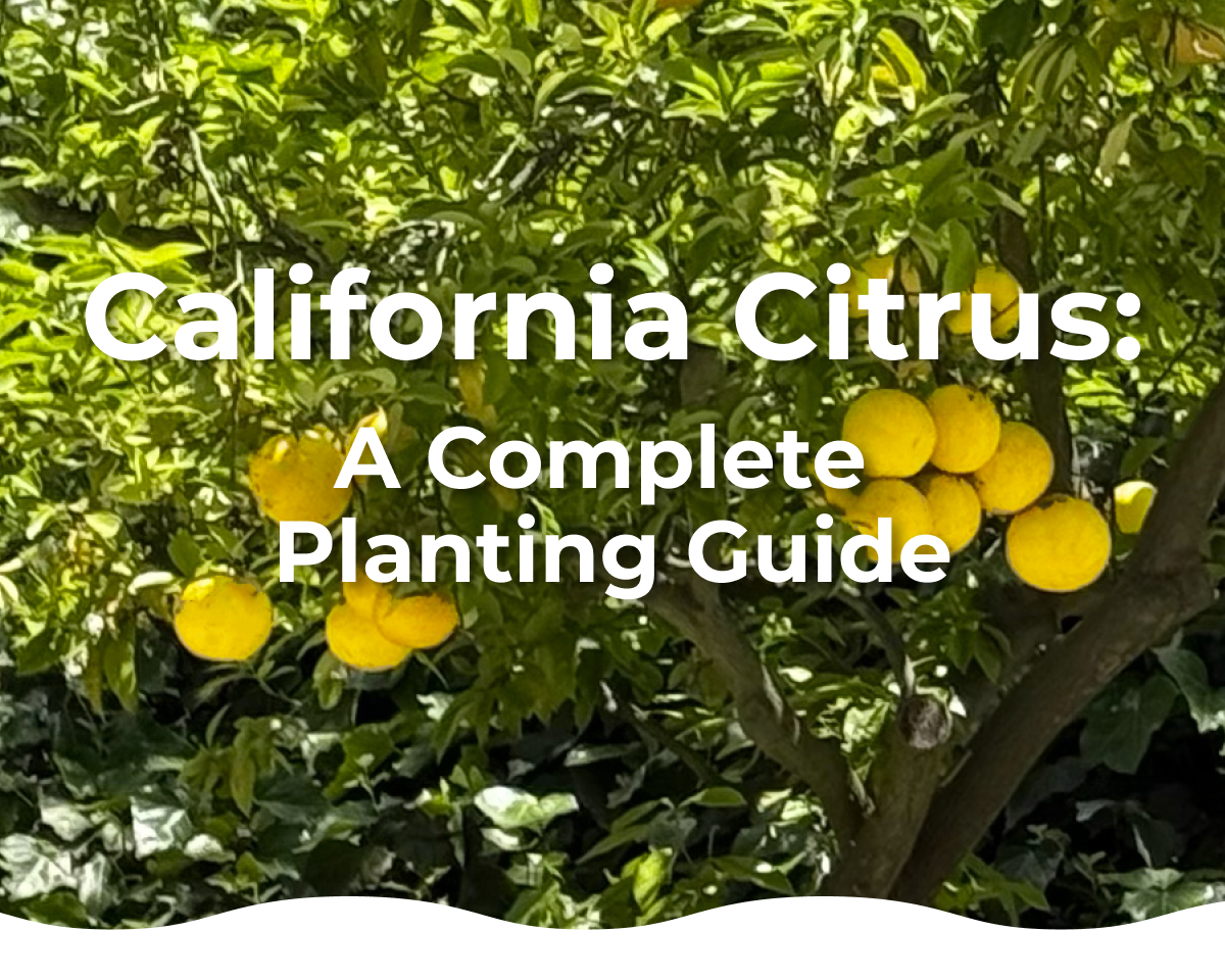 California Citrus: A Complete Planting Guide
