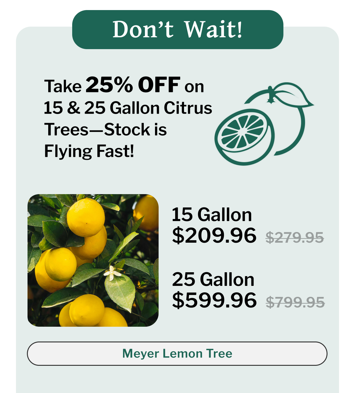 Meyer Lemon Tree