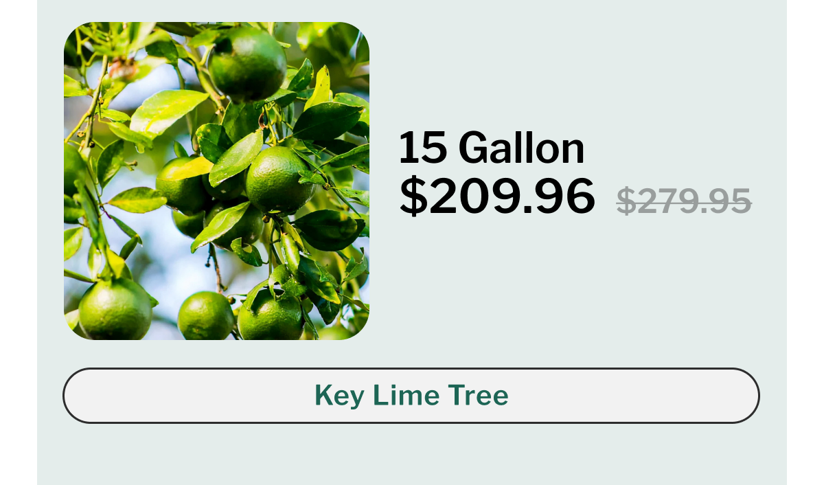 Key Lime Tree