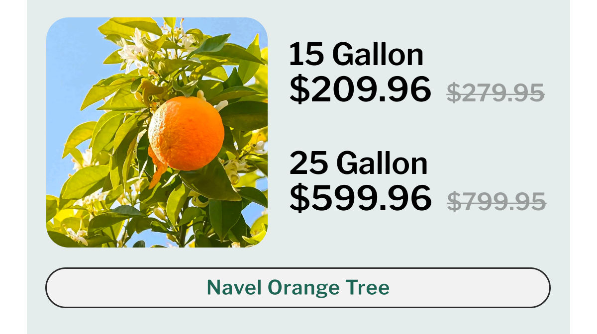Navel Orange Tree