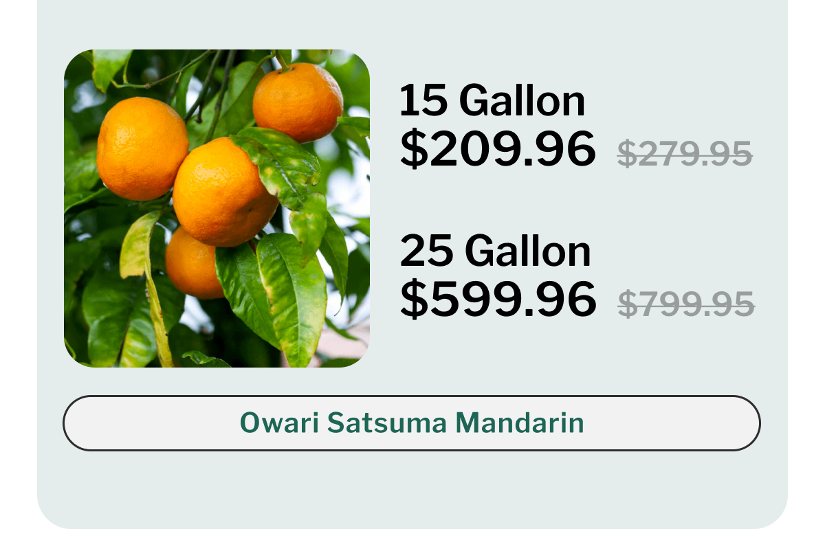 Owari Satsuma Mandarin
