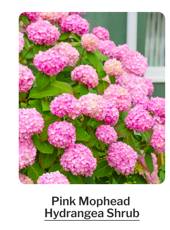 Pink Mophead Hydrangea Shrub