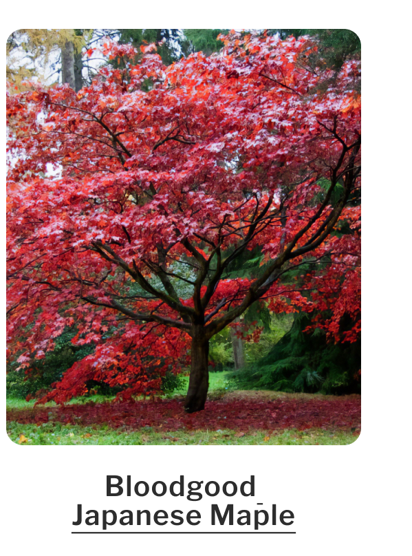 Bloodgood Japanese Maple