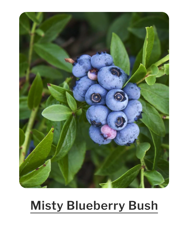Misty Blueberry Bush