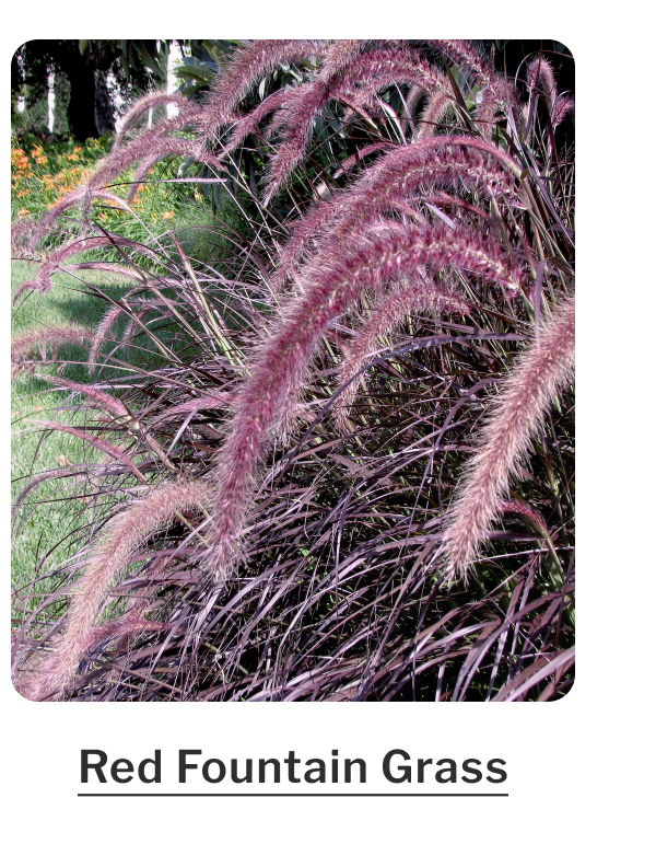 Red Fountain Grass