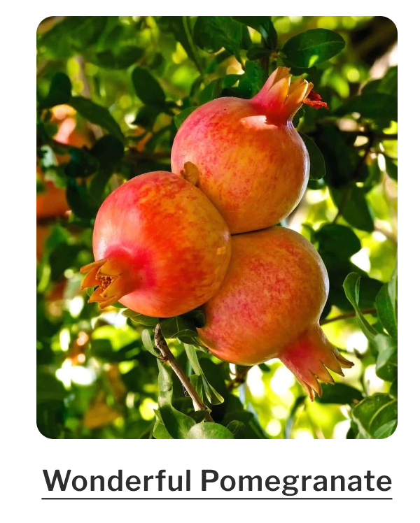 Wonderful Pomegranate