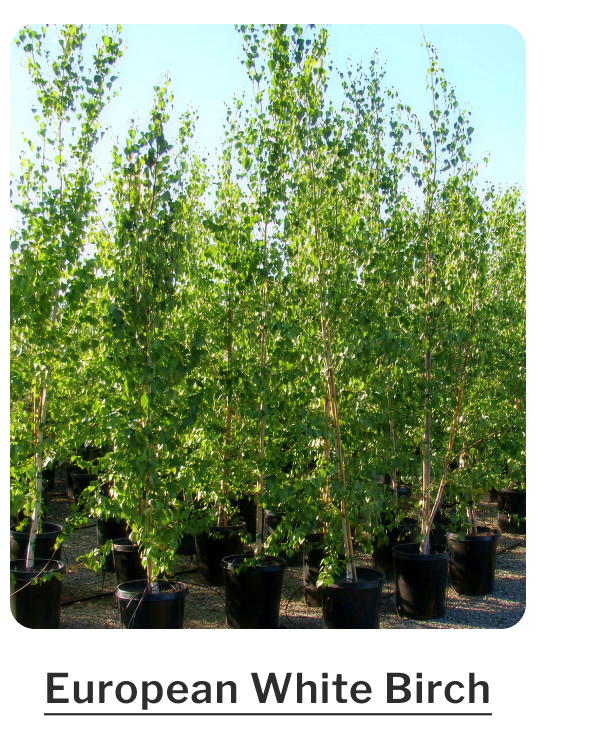 European White Birch
