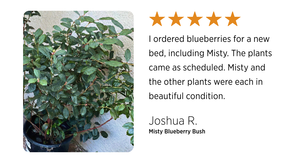 I ordered blueberries for a new  bed, including Misty. The plants came as scheduled. Misty and the other plants were each in beautiful condition.