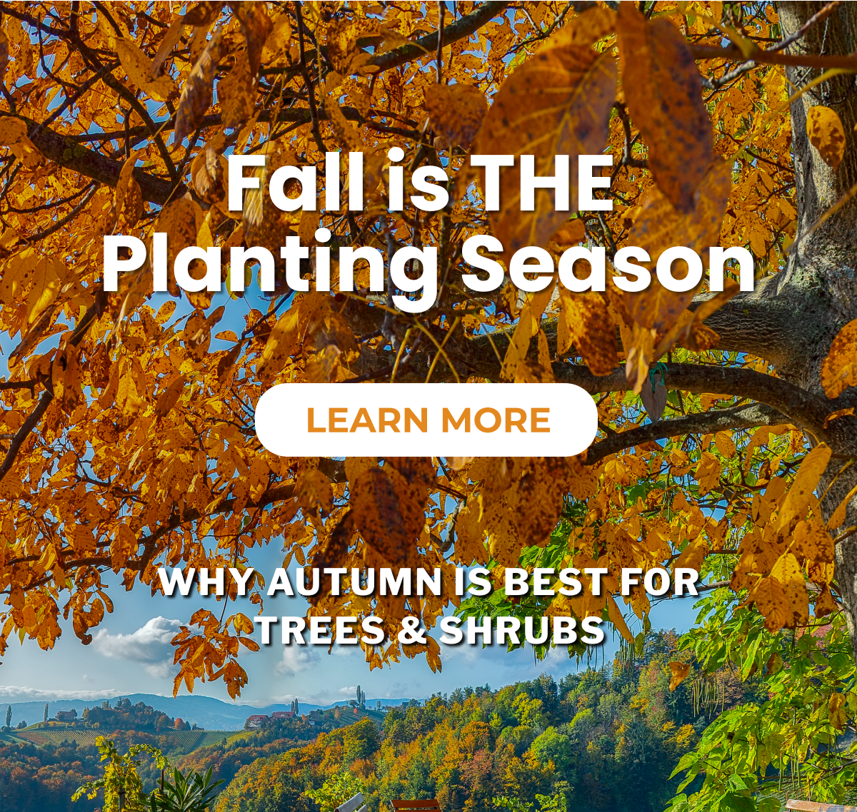 Fall is THE Planting Season  LEARN MORE  WHY AUTUMN IS BEST FOR TREES & SHRUBS