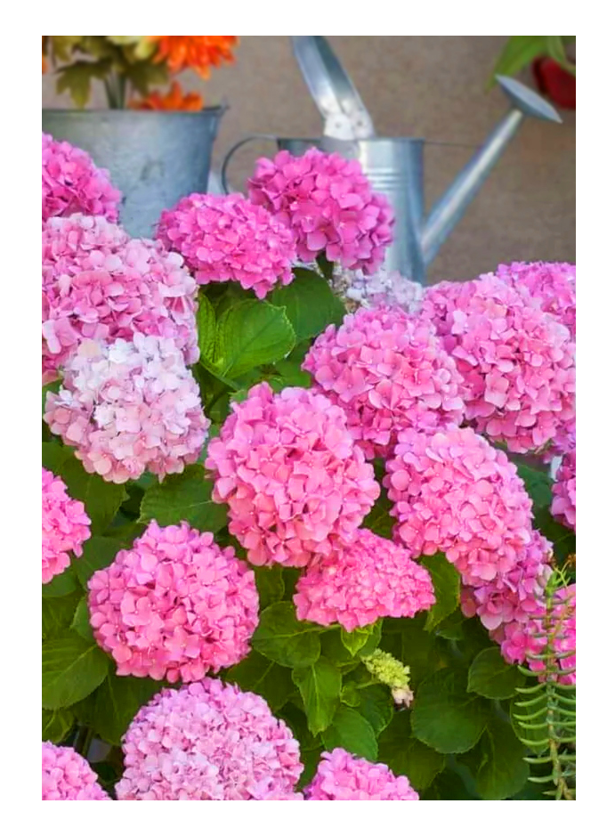 Hydrangea
