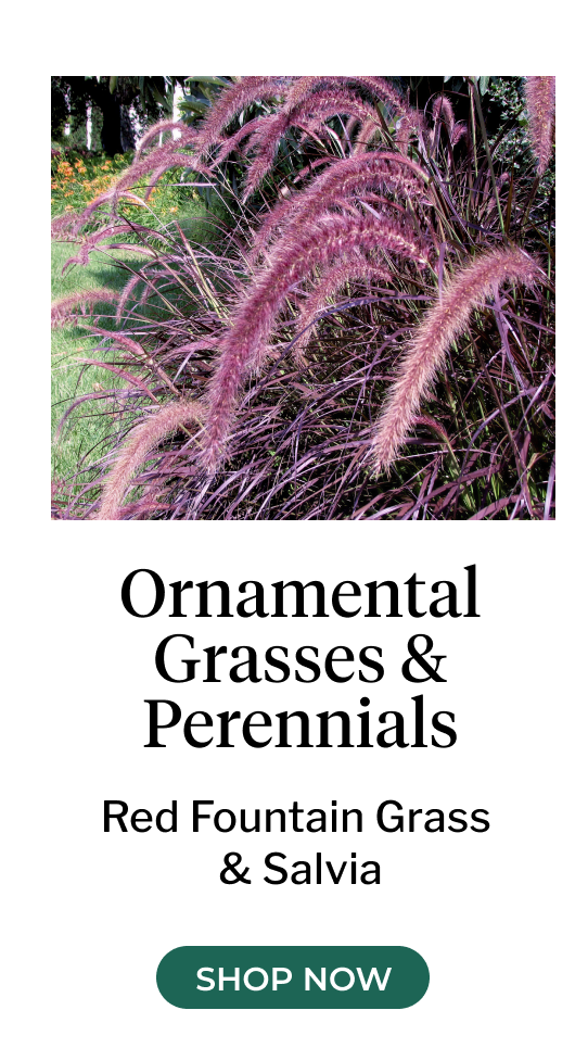 Red Fountain Grass