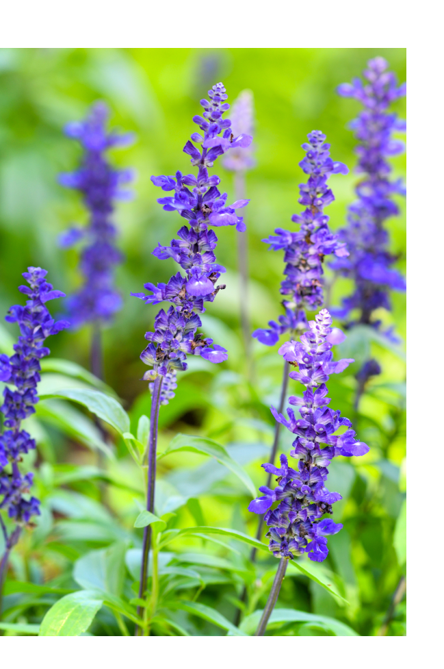 salvia