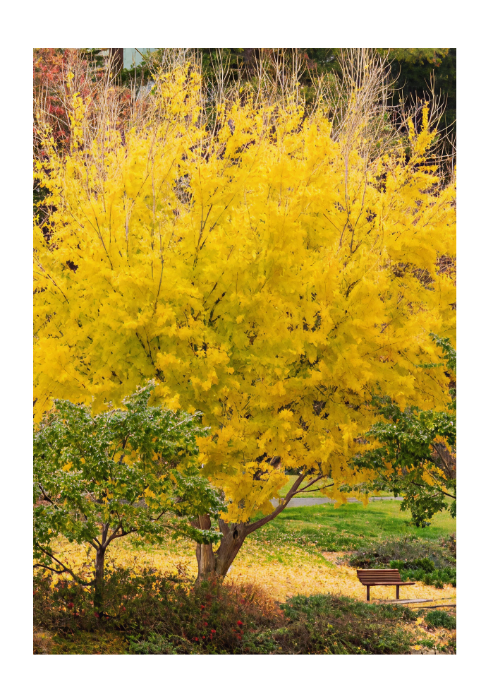 redbud