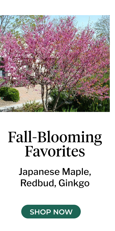 Bloodgood Japanese Maple
