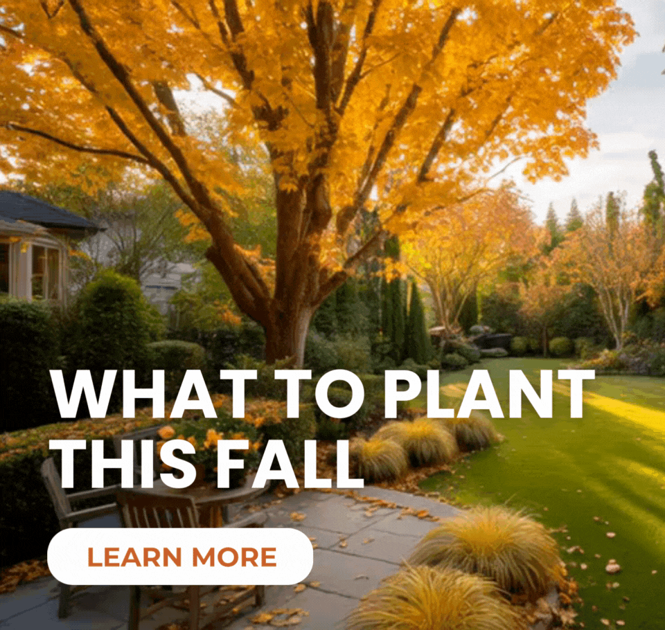 What to Plant this fall  LEARN MORE  
