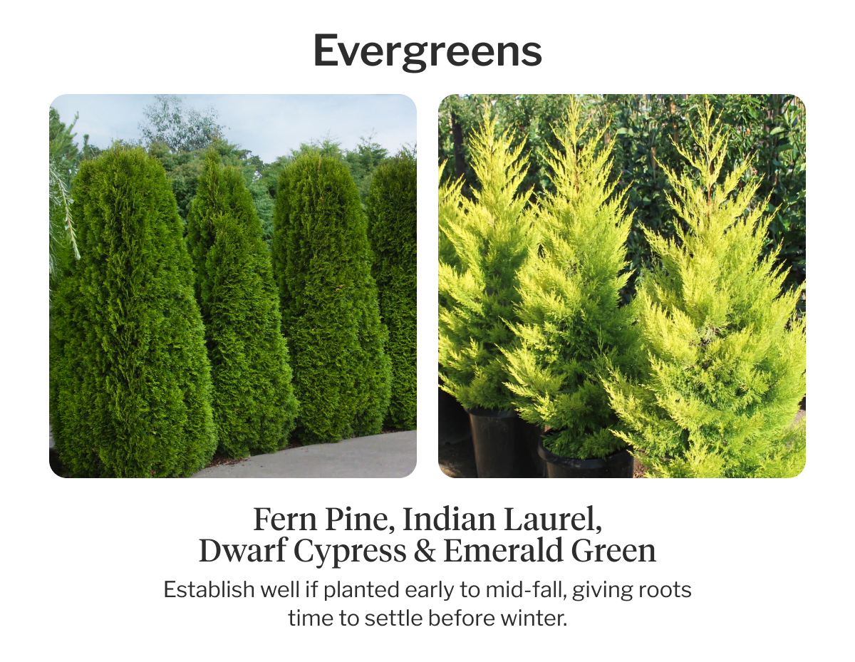 Evergreens