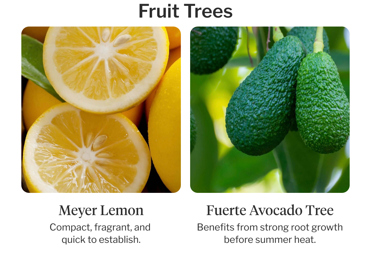 Fruit Trees