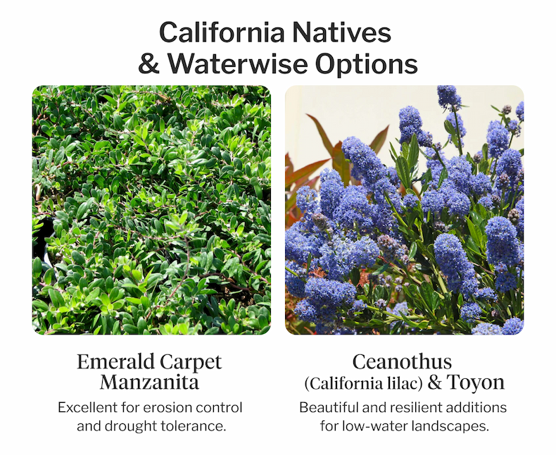 California Natives & Waterwise Options