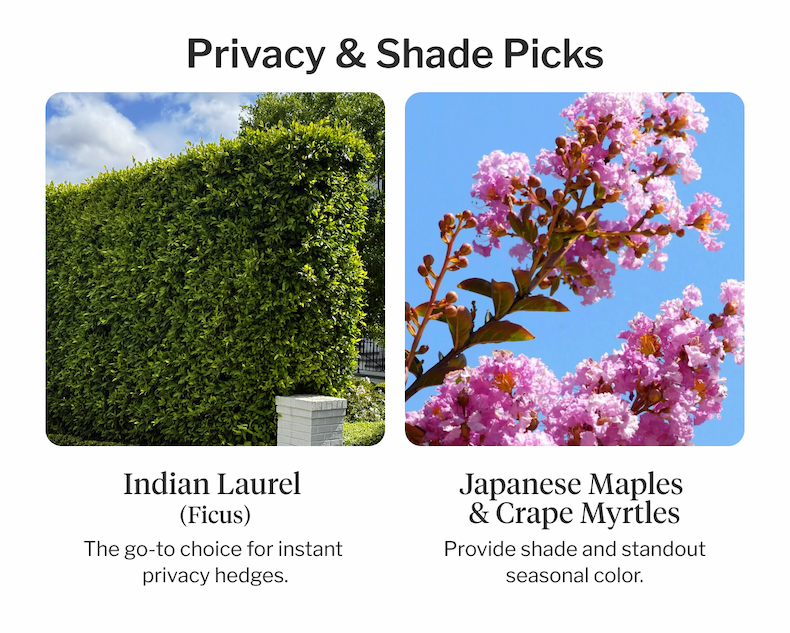 Privacy & Shade Picks