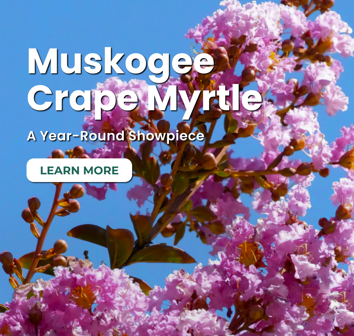 Muskogee Crape Myrtie A Year-Round Showpiece LEARN MORE