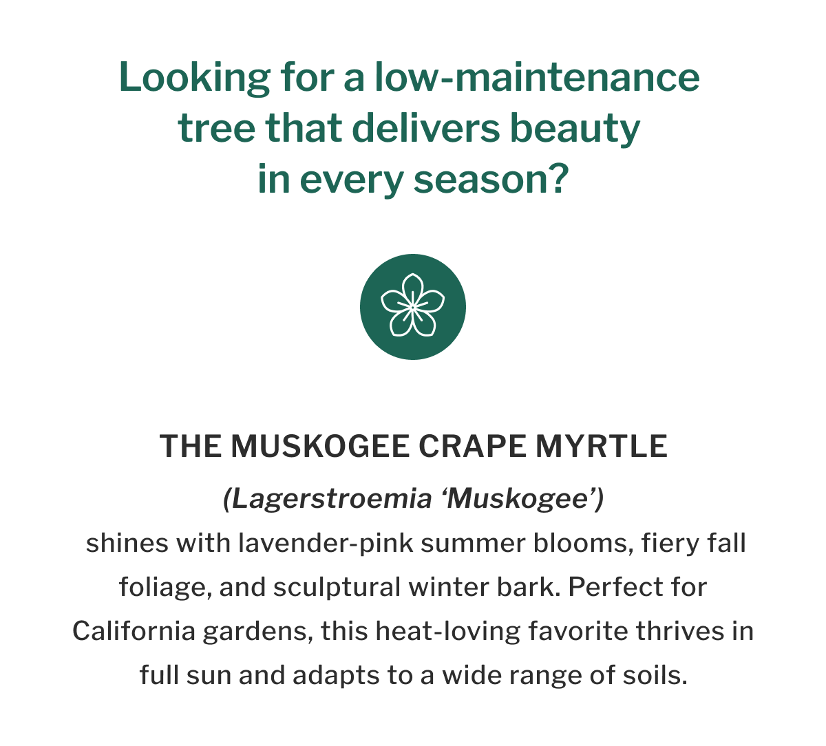 Looking for a low-maintenance tree that delivers beauty in every season?